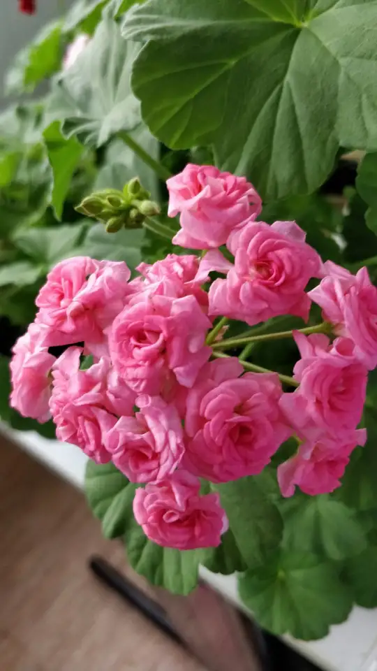 Розебудные цветущие герани Antique Rose - 15 и 22 рублей, фотография 6