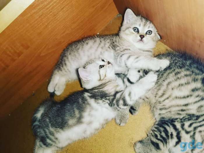 Британские котята, фотография 2