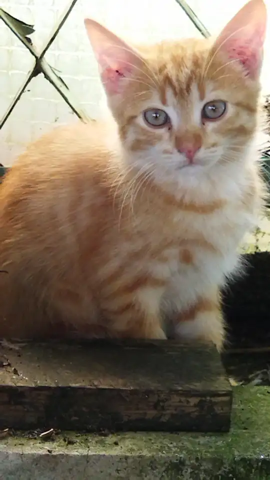 Котята бесплатно, фотография 1