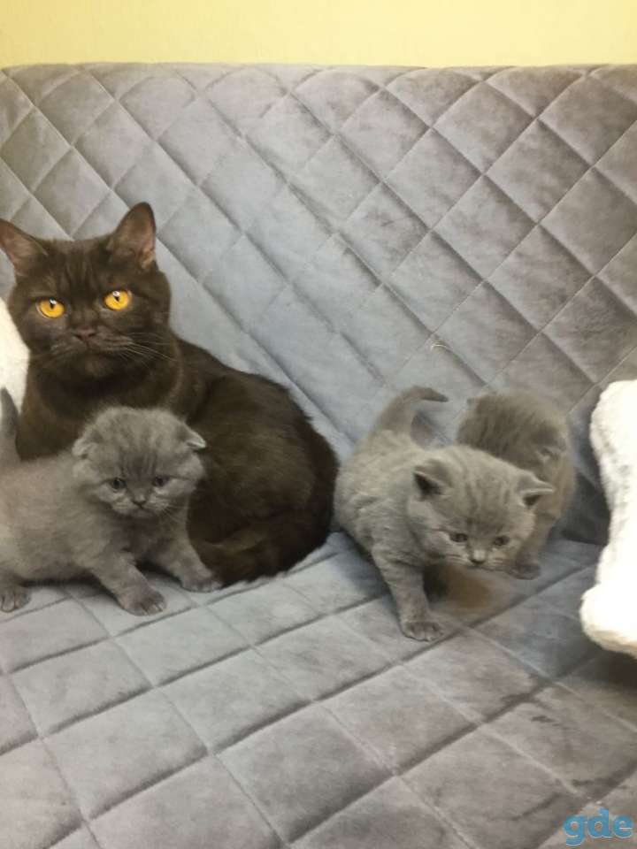 Шотландские котята готовы к переезду в любящую семью, фотография 4