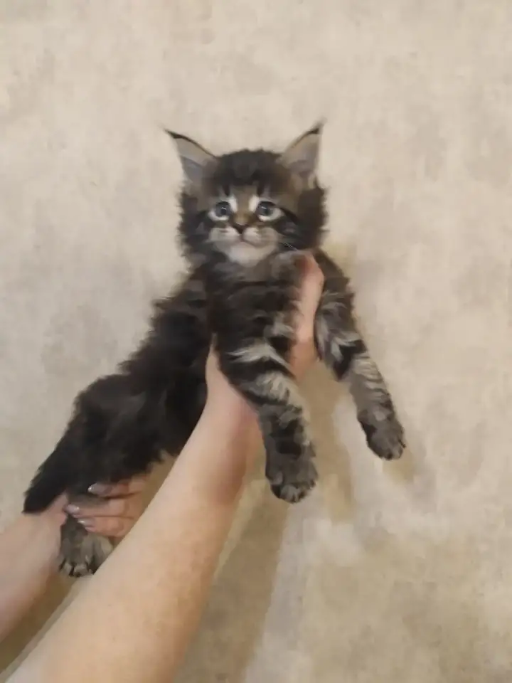 Котята Мейн Кун, фотография 1