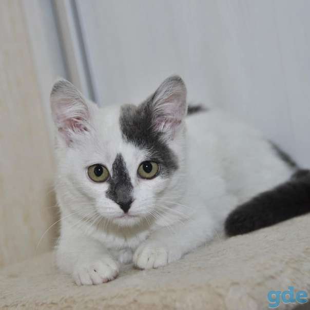 Котенок ищет дом, фотография 3