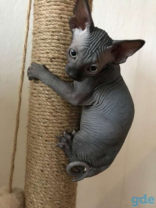 Котята канадского сфинкса, фотография 6