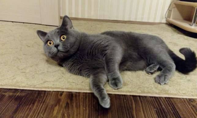ВЯЗКА Британский кот, фотография 3