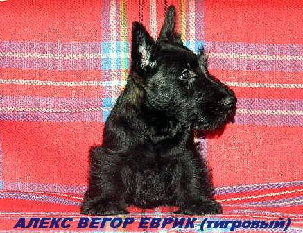 Скотч-терьера (шотландского терьера) щенки, фотография 1