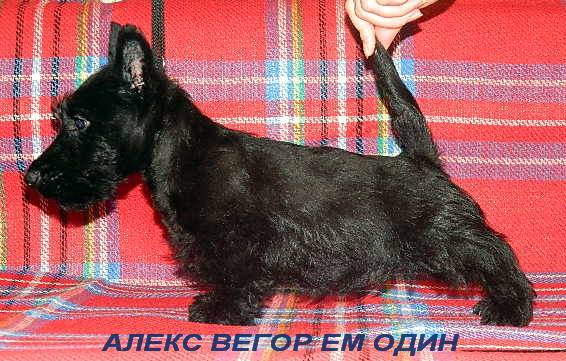 Скотч-терьера (шотландского терьера) щенки, фотография 2