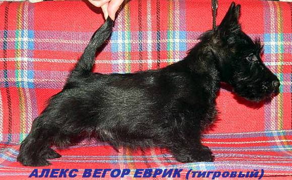 Скотч-терьера (шотландского терьера) щенки, фотография 3