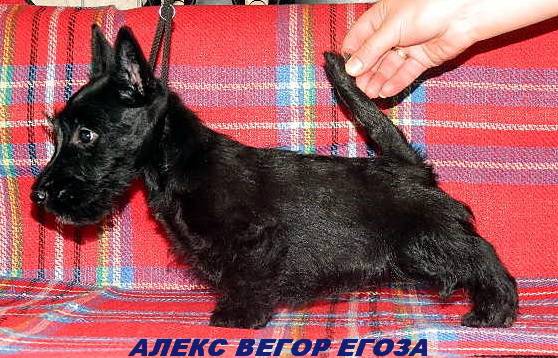 Скотч-терьера (шотландского терьера) щенки, фотография 4