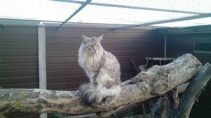 Котята Мейн Кун, фотография 1