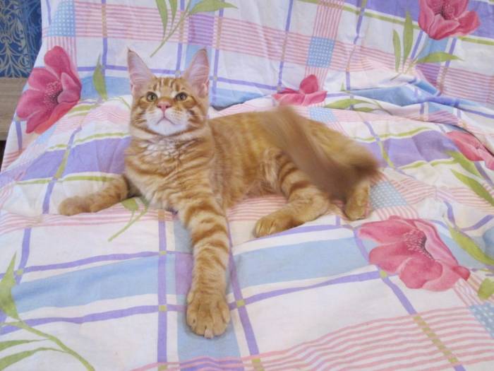 Котята Мейн Кун, фотография 3