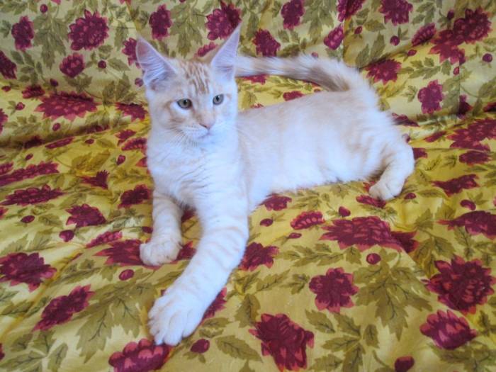 Котята Мейн Кун, фотография 4