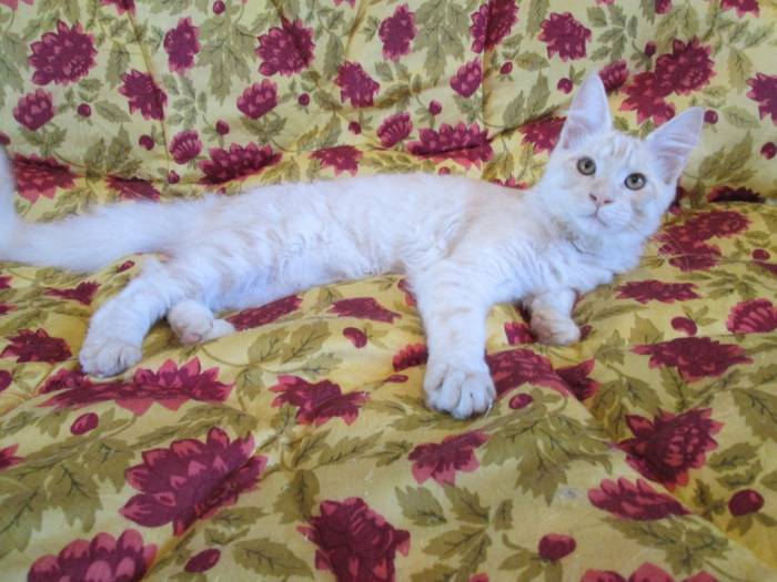 Котята Мейн Кун, фотография 5