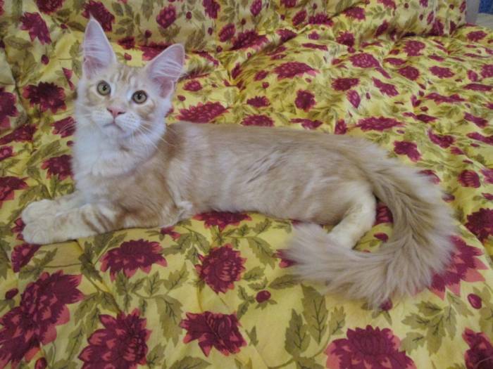 Котята Мейн Кун, фотография 6