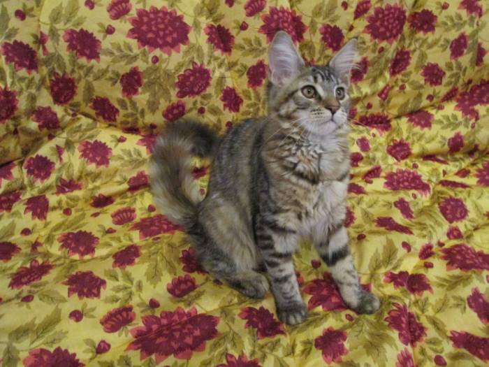 Котята Мейн Кун, фотография 8