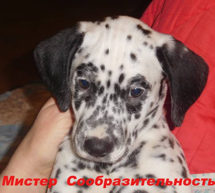 Щенки далматина, фотография 1