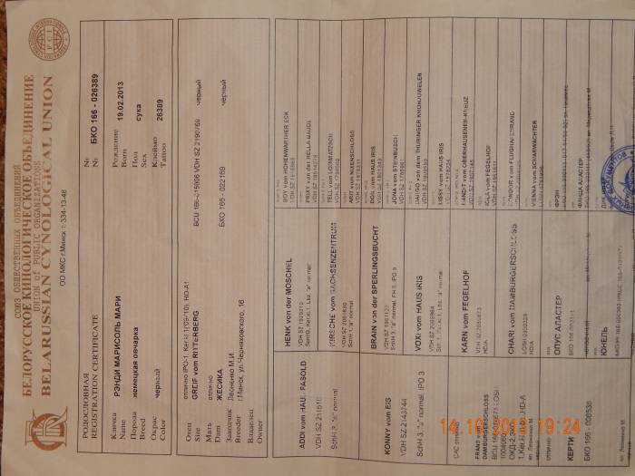 Продаются щенки чёрной немецкой овчарки, фотография 6