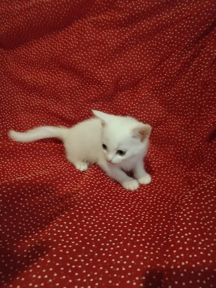 Красивые котята в дар, фотография 1