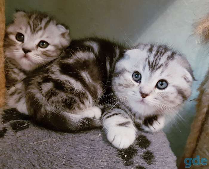 Шотландские вислоухие котята., фотография 7