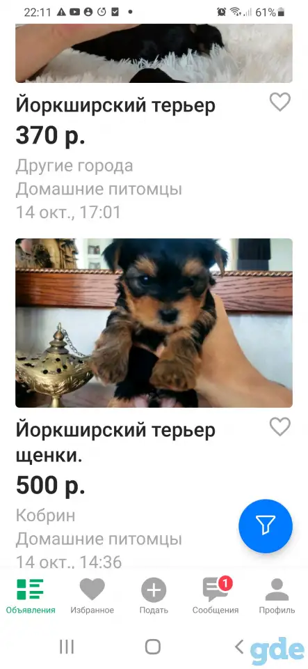 Йоркширский терьер, фотография 1