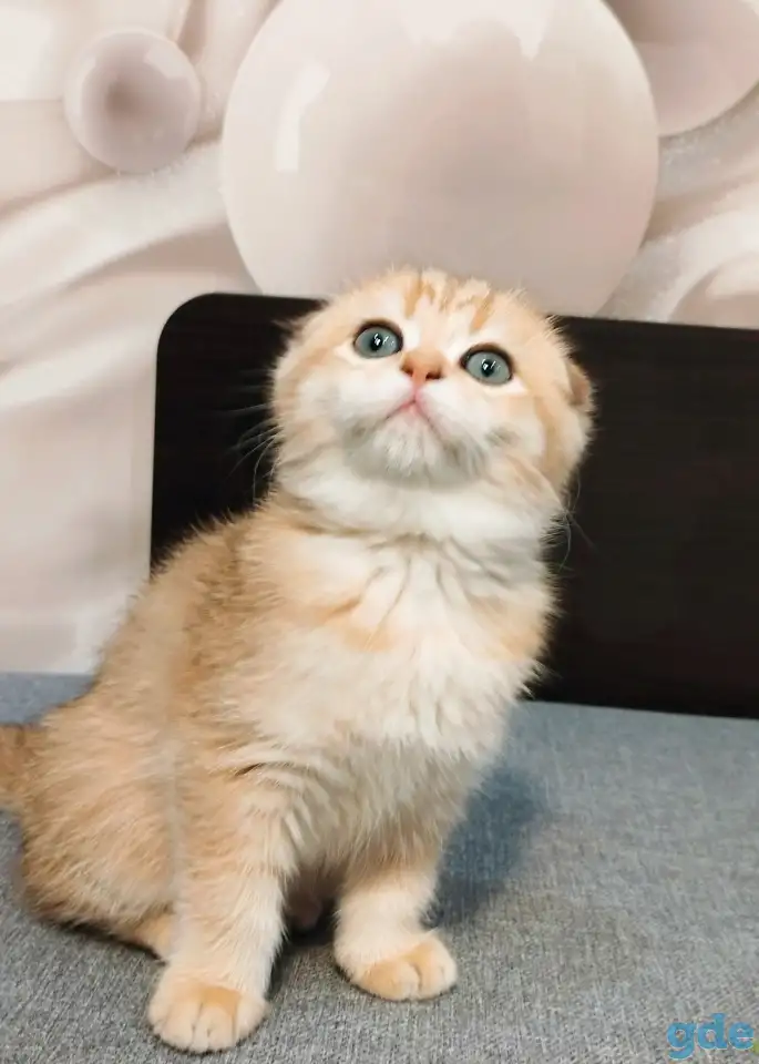 Шотландская вислоухая кошечка, фотография 3