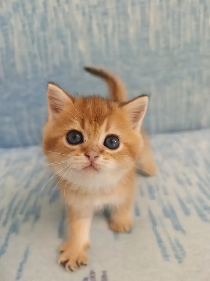 Шотландские котята, золотая шиншилла, фотография 6