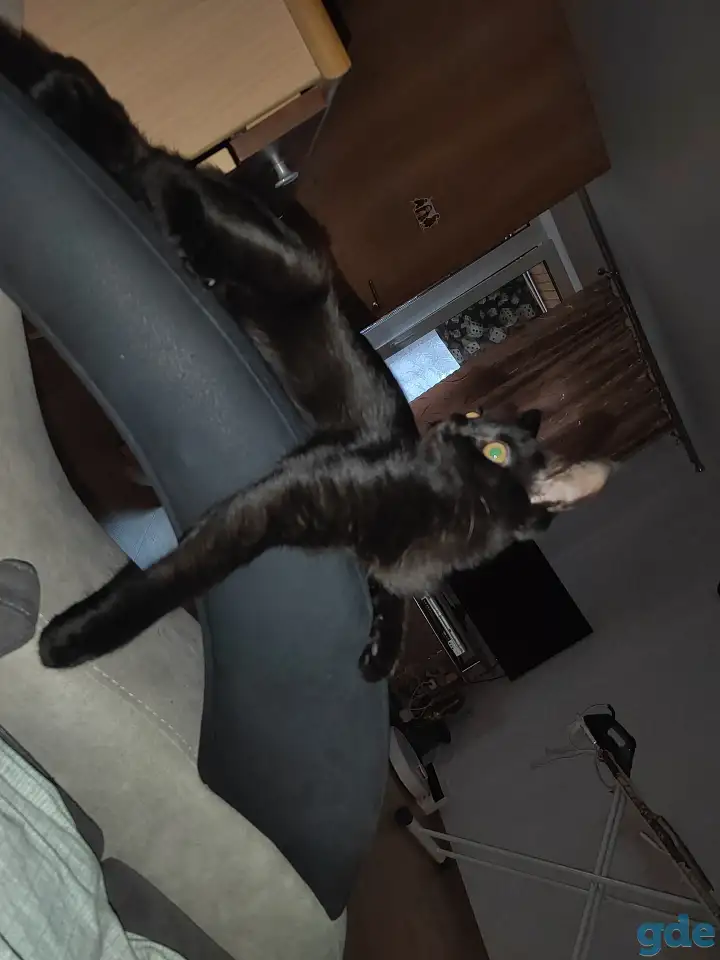 нужно пристроить котика, фотография 3