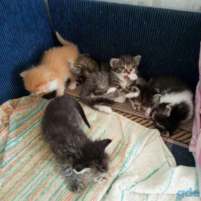 Котята, фотография 2