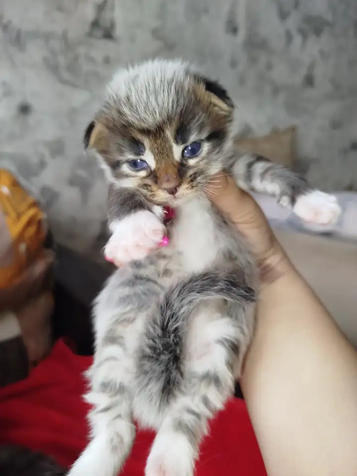 Котята мейн кун, фотография 10