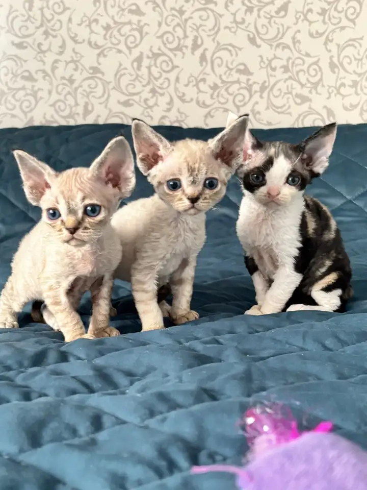 Котята девон рекс, фотография 1