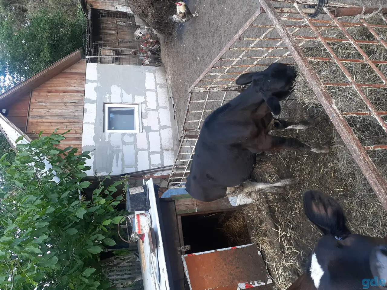 Продам двух телок, фотография 3