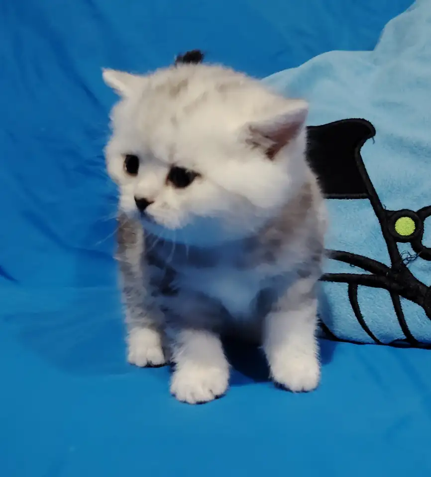 Котенок шотландский кошечка., фотография 4
