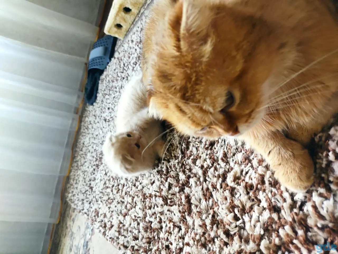 Шотландский котёнок, фотография 1
