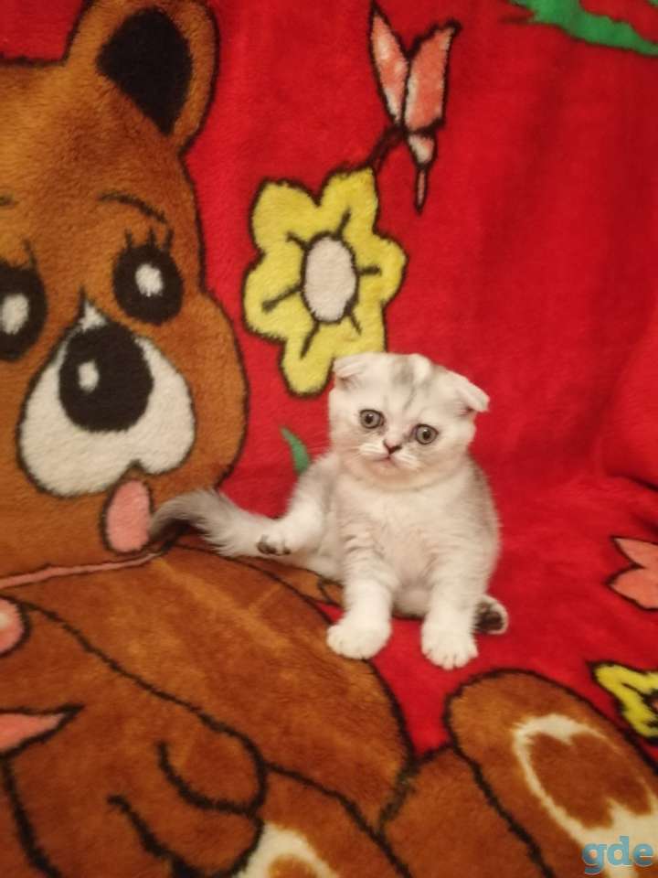 Чистокровные шотландские котята, фотография 8