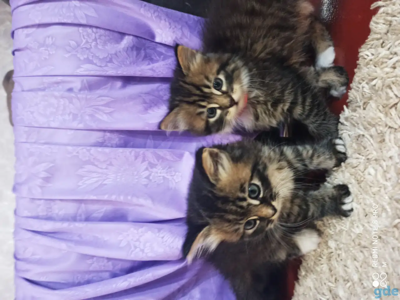 Отдам котят в добрые руки, фотография 3