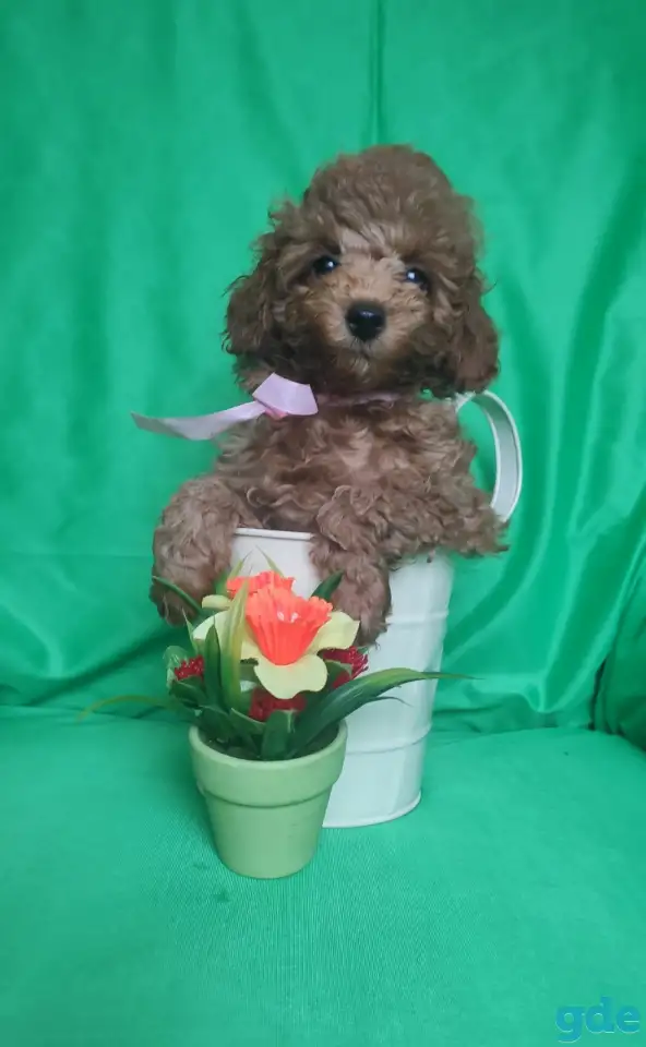 Продаю породистых щенков ПУДЕЛЯ, фотография 2