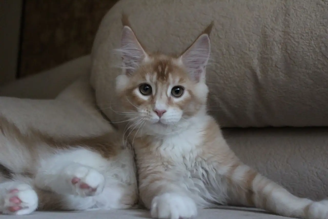 Шикарный котик Мейн-кун!, фотография 5