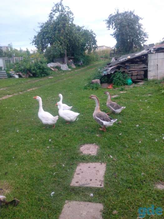 животные, фотография 1