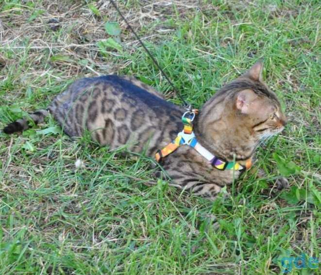 Бенгальский кот приглашает на вязку, фотография 6