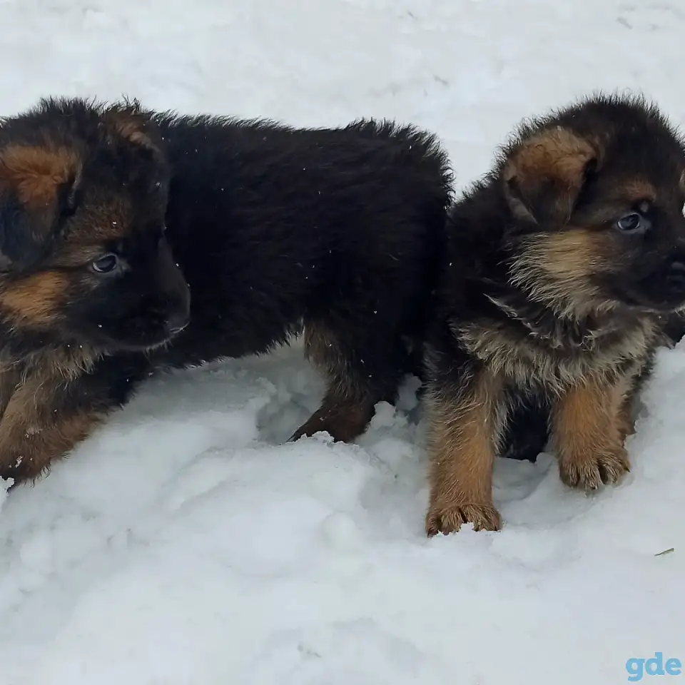 Щенки Немецкой овчарки, фотография 7