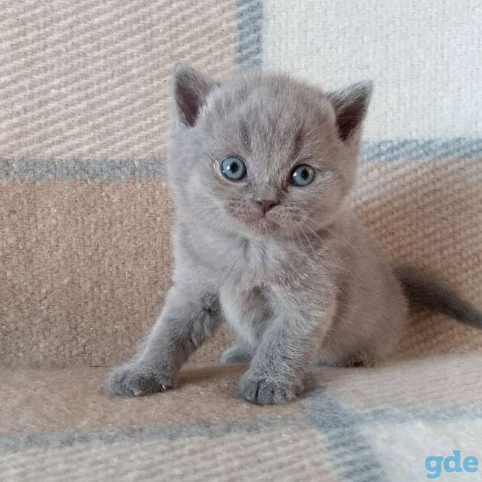 Британский котенок из питомника, фотография 2