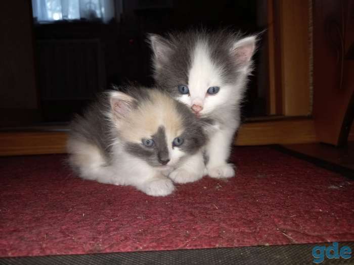 Дарю котят, фотография 3