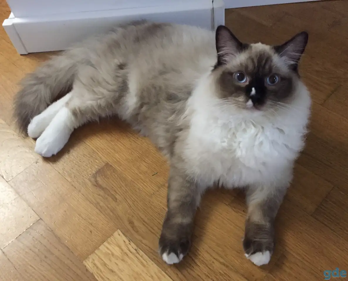 Котенок рэгдолл, фотография 1