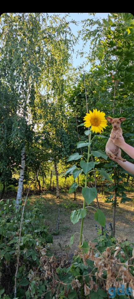 Продажа дачи, Могилевская область , Белыничский р-н , деревня Осмоловка, фотография 13