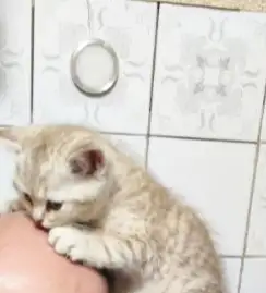 Котята, фотография 2