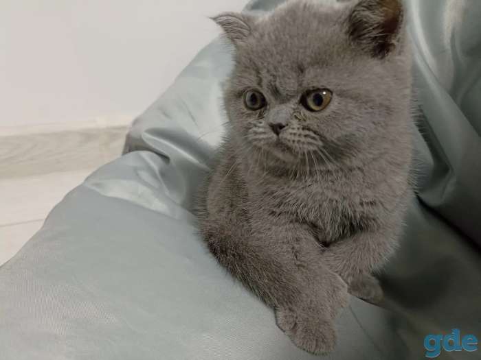 Котенок. 2 мес. Девочка. Британская, фотография 1