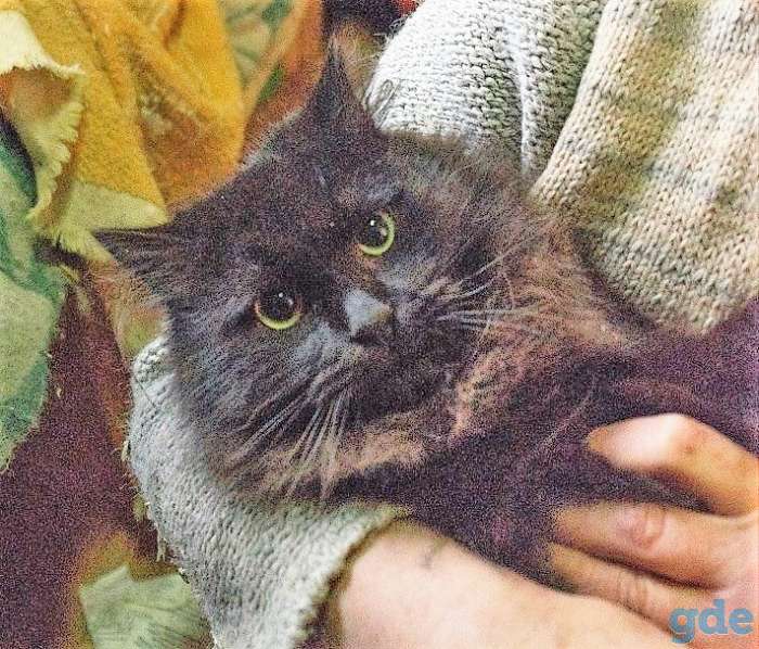 Котик-Бегемотик в добрые руки, фотография 1