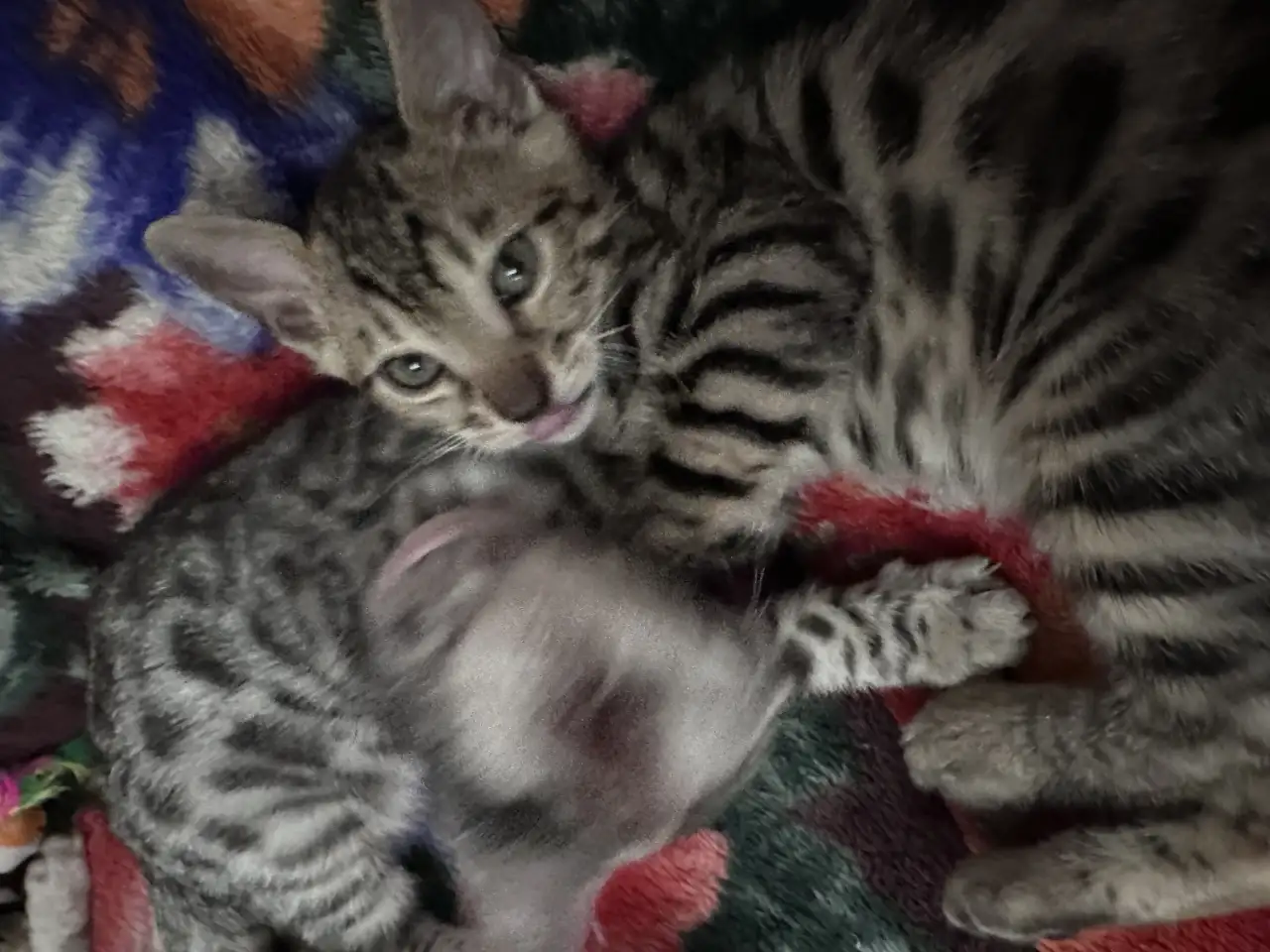 Продам котенка бенгалки, фотография 2