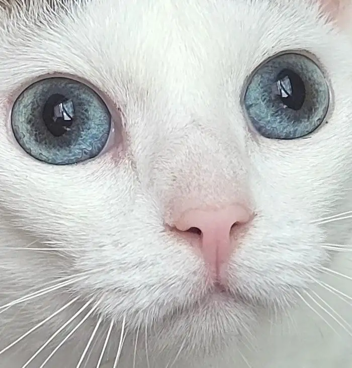 Кошка Флёр, кастрирована., фотография 1