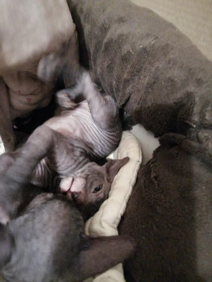 Котята Донского Сфинкса, фотография 3
