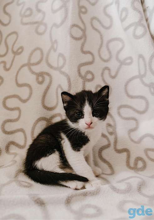 Внимание! Открыт резерв на котят. Им всего 1 месяц, фотография 6